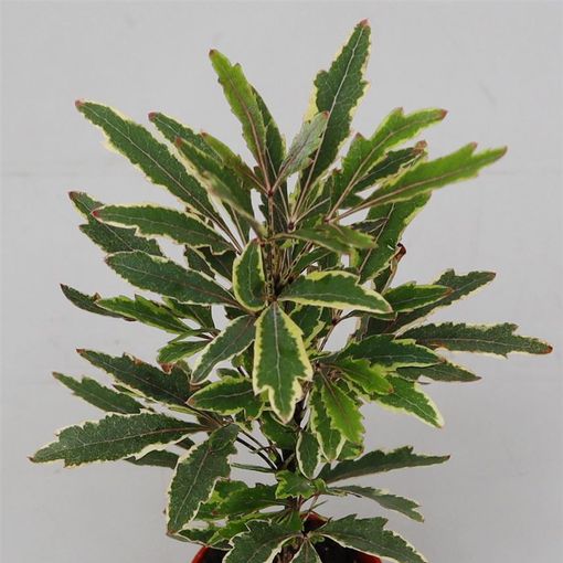 Schefflera elegantissima 'Bianca'