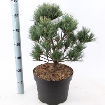 Pinus strobus 'Secrest'