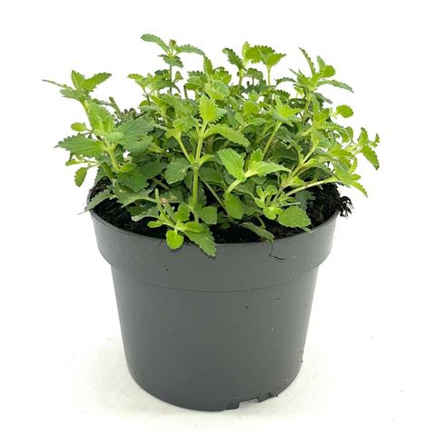 Nepeta 'Walker's Low'