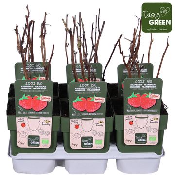 Rubus idaeus TWOTIMER SUGANA RED