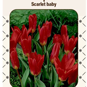 Tulipa 'Scarlet Baby'