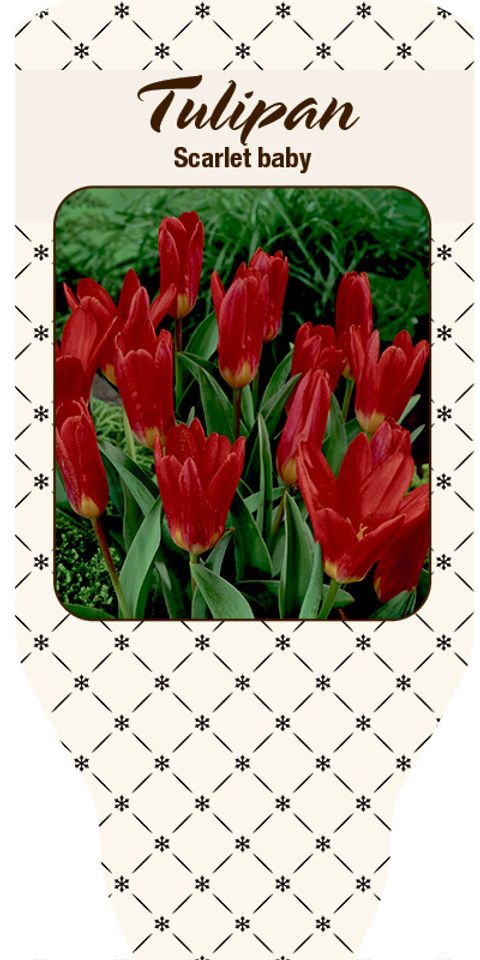 Tulipa 'Scarlet Baby'