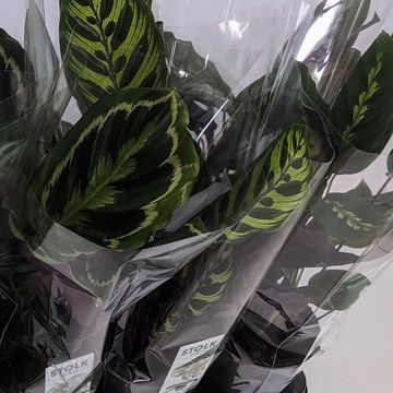 Calathea MIX