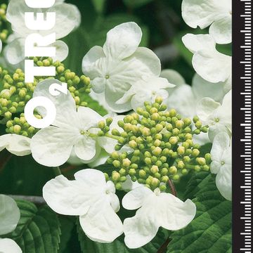 Viburnum plicatum 'Tennessee'