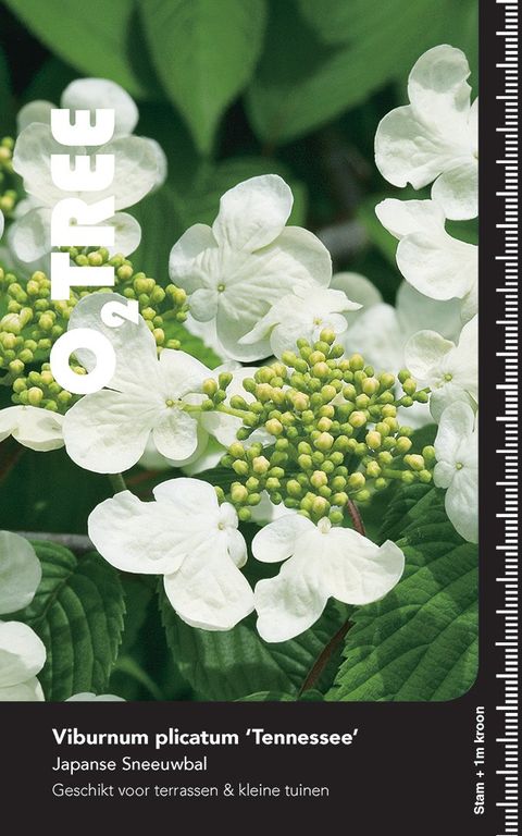 Viburnum plicatum 'Tennessee'