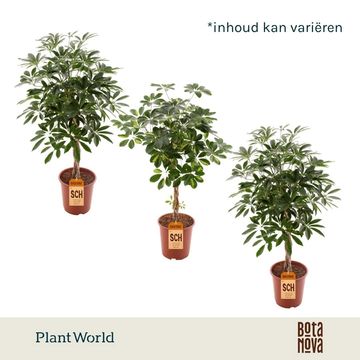 Schefflera arboricola MIX
