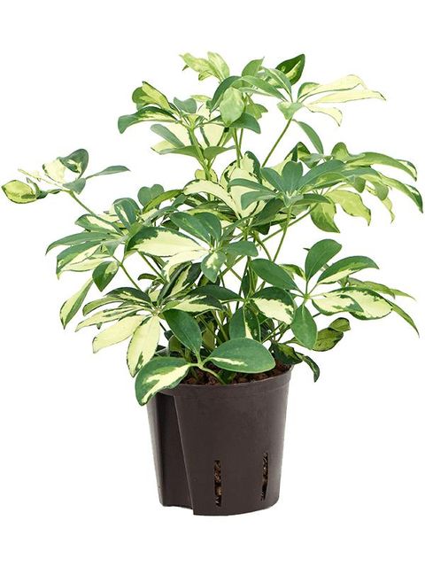 Schefflera arboricola 'Trinette'