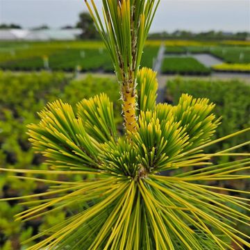 Pinus thunbergii 'Ogon'