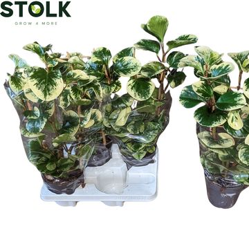Peperomia obtusifolia 'Obtipan Bicolor'