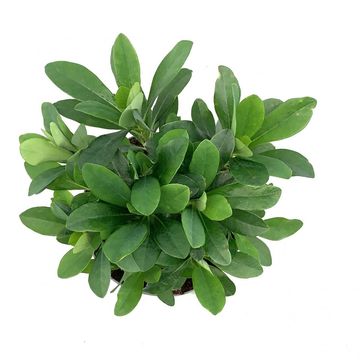 Euphorbia amygdaloides robbiae