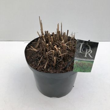 Miscanthus sinensis 'Malepartus'
