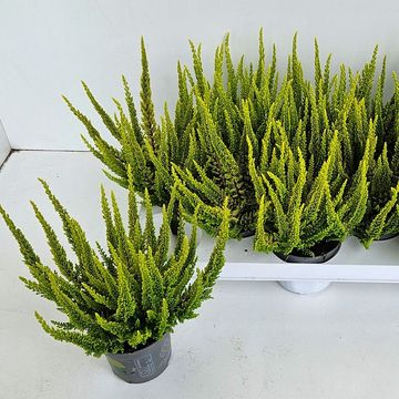 Calluna vulgaris SKYLINE MIAMI