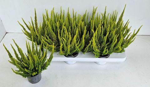 Calluna vulgaris SKYLINE MIAMI