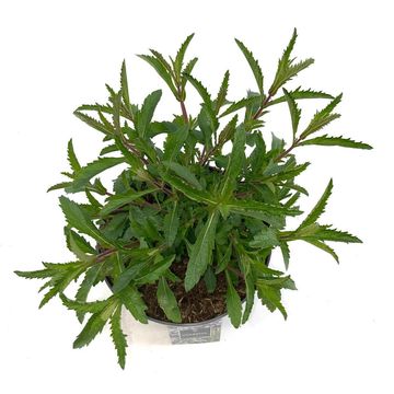 Verbena bonariensis