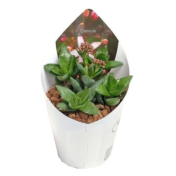 Crassula 'Bride's Bouquet'