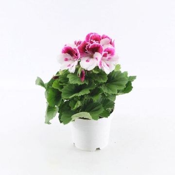 Pelargonium 'Bravo'