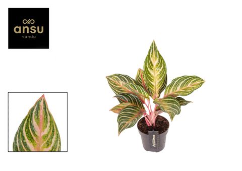 Aglaonema 'Dreamcatcher'