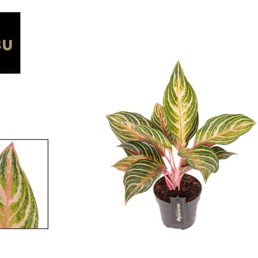 Aglaonema 'Dreamcatcher'