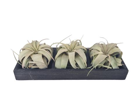 Tillandsia xerographica