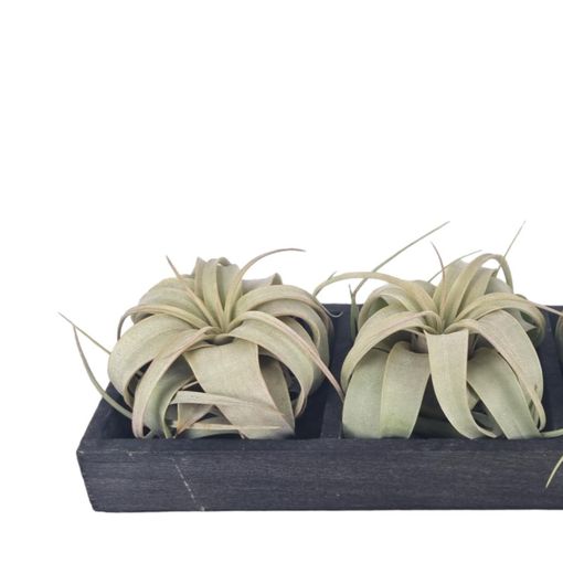 Tillandsia xerographica