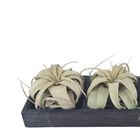 Tillandsia xerographica