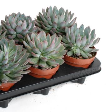 Echeveria 'Pelusida'