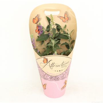 Buddleja davidii MIX