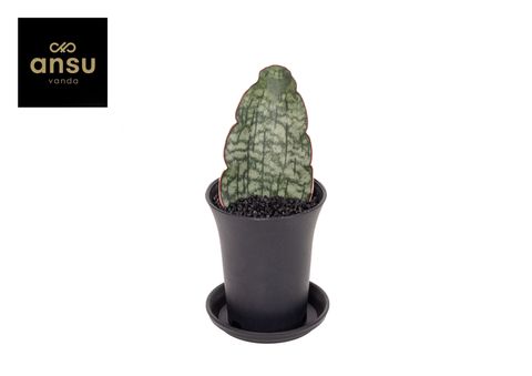 Sansevieria 'Star Green Granite'