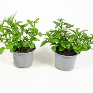 Lobelia RICHARDII MIX