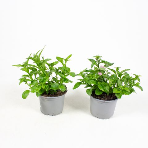 Lobelia RICHARDII MIX