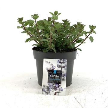 Nepeta PURRSIAN BLUE
