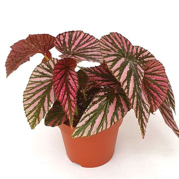 Begonia brevirimosa