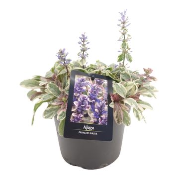 Ajuga tenorei PRINCESS NADIA