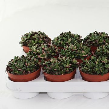 Anacampseros rufescens 'Sunrise'