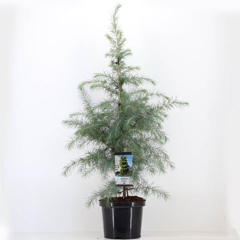 Cedrus deodara