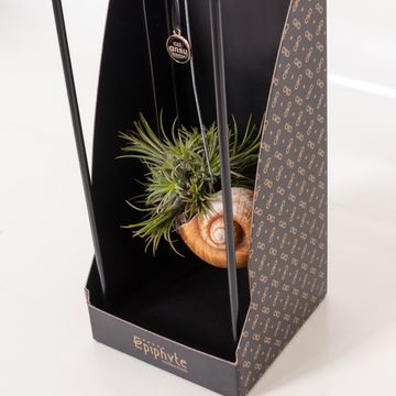 Aranżacja Tillandsia