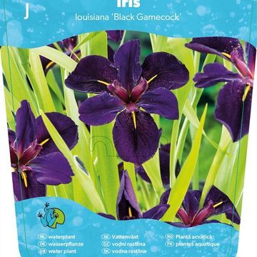 Iris 'Black Gamecock'
