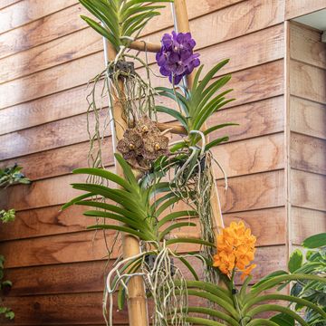 Vanda MIX