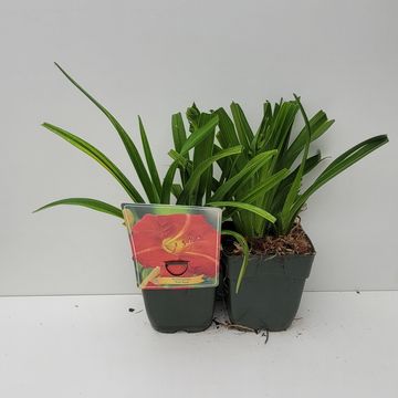 Hemerocallis 'Red Rum'