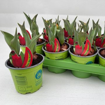 Tulipa 'Red Paradise'