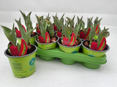 Tulipa 'Red Paradise'