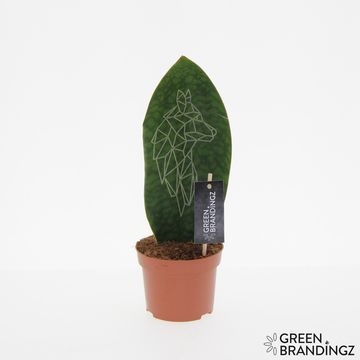 Sansevieria MIX