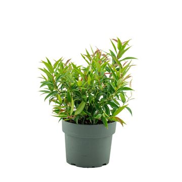 Leucothoe keiskei BURNING LOVE