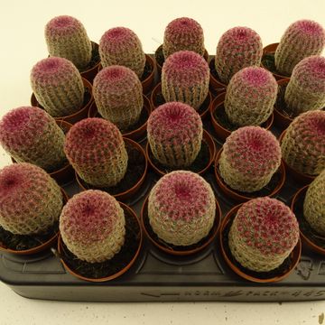 Echinocereus rigidissimus rubispinus