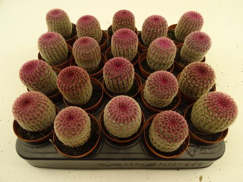 Echinocereus rigidissimus rubispinus