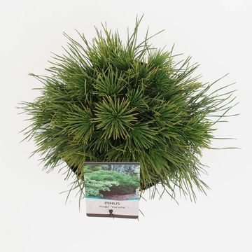 Pinus mugo 'Varella'