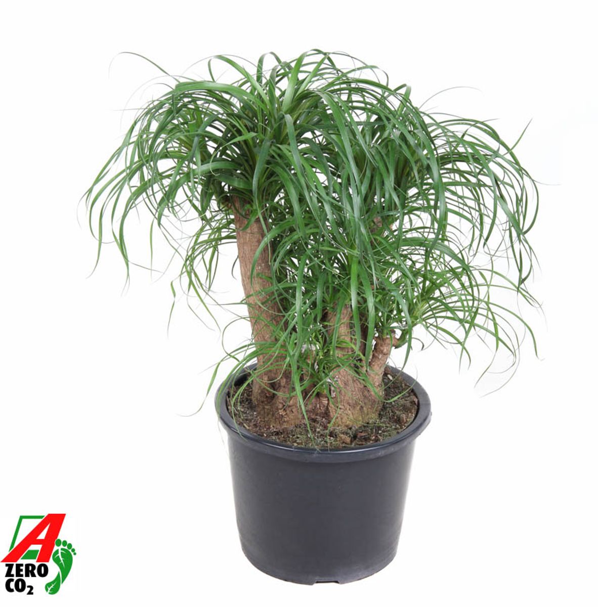 Beaucarnea recurvata en Bohemian main image 0