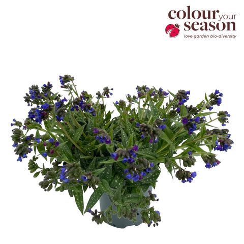 Pulmonaria 'Miss Elly'