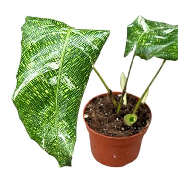 Calathea musaica 'Variegata'