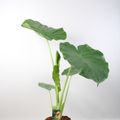 Alocasia macrorrhizos